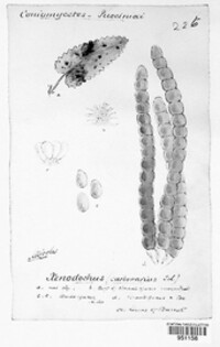 Xenodochus carbonarius image